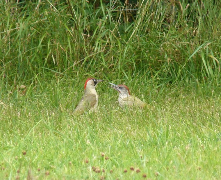 Green Woodpecker, Dorset 9
