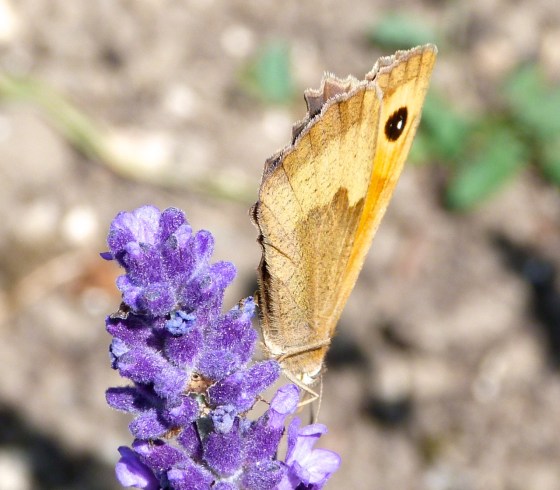 Meadow Brown Butterfly, Dorset 2