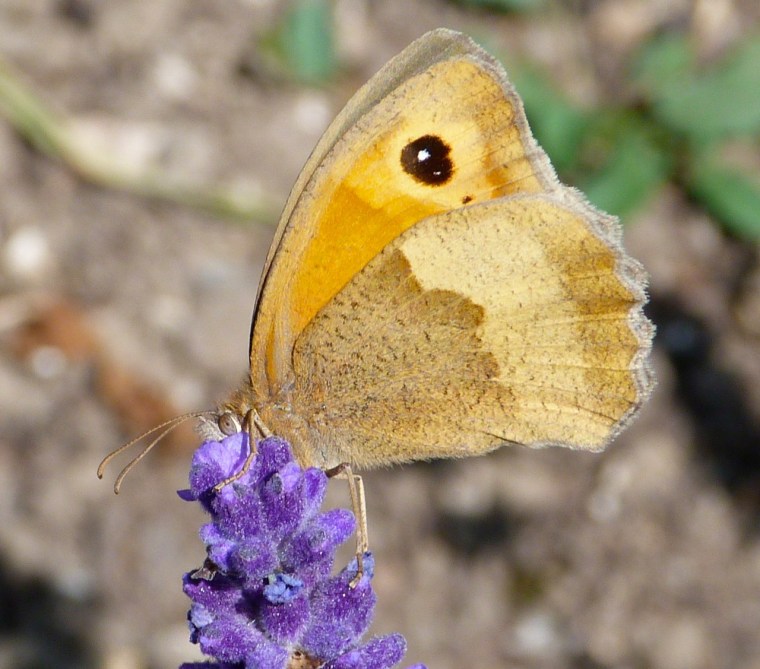 Meadow Brown Butterfly, Dorset 4