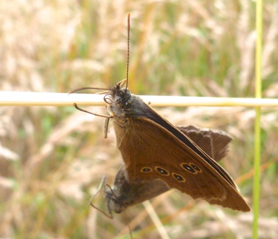 Ringlet Butterflies, Oxburgh Hall 1