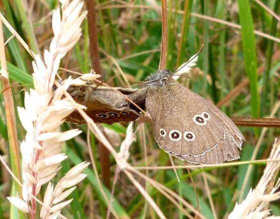 Ringlet Butterflies, Oxburgh Hall 2
