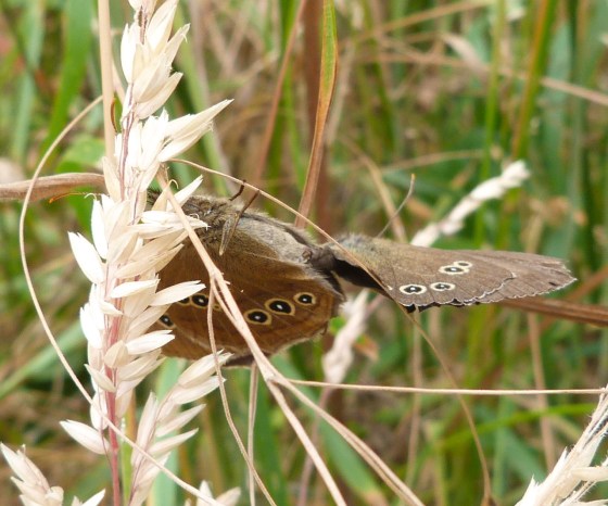 Ringlet Butterflies, Oxburgh Hall 3
