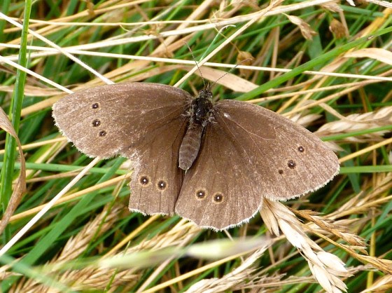Ringlet Butterflies, Oxburgh Hall 4