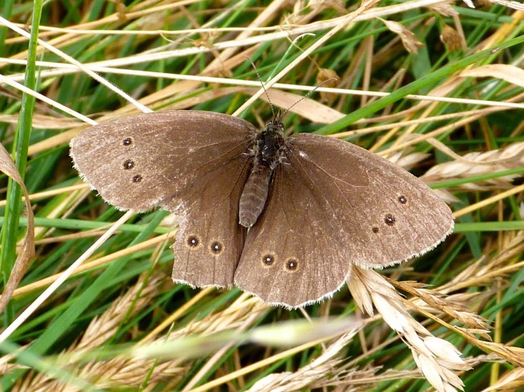 Ringlet Butterflies, Oxburgh Hall 4