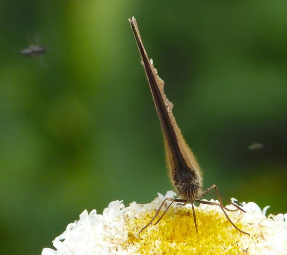 Ringlet Butterflies, Oxburgh Hall 5