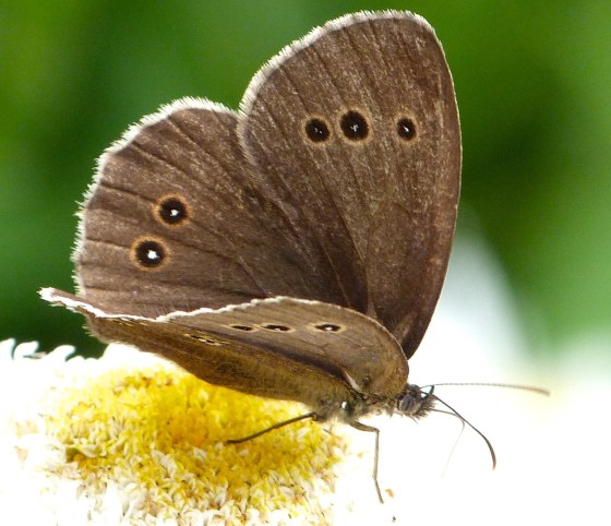 Ringlet Butterflies, Oxburgh Hall 6