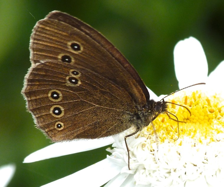 Ringlet Butterflies, Oxburgh Hall 7