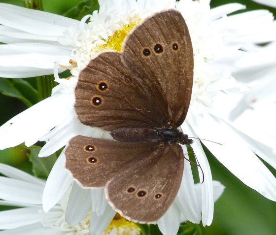 Ringlet Butterflies, Oxburgh Hall 8