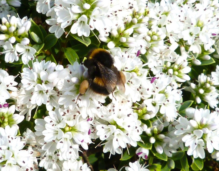 White-tailed Bumblebee Dorset 1