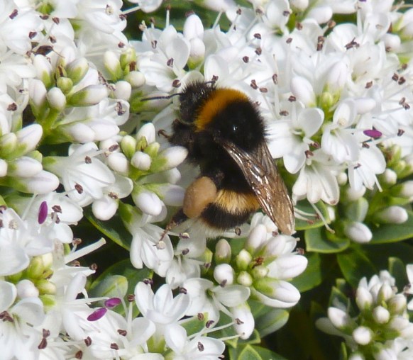 White-tailed Bumblebee Dorset 2