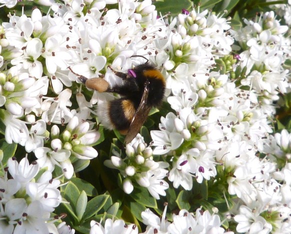 White-tailed Bumblebee Dorset 4