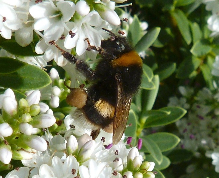 White-tailed Bumblebee Dorset 5
