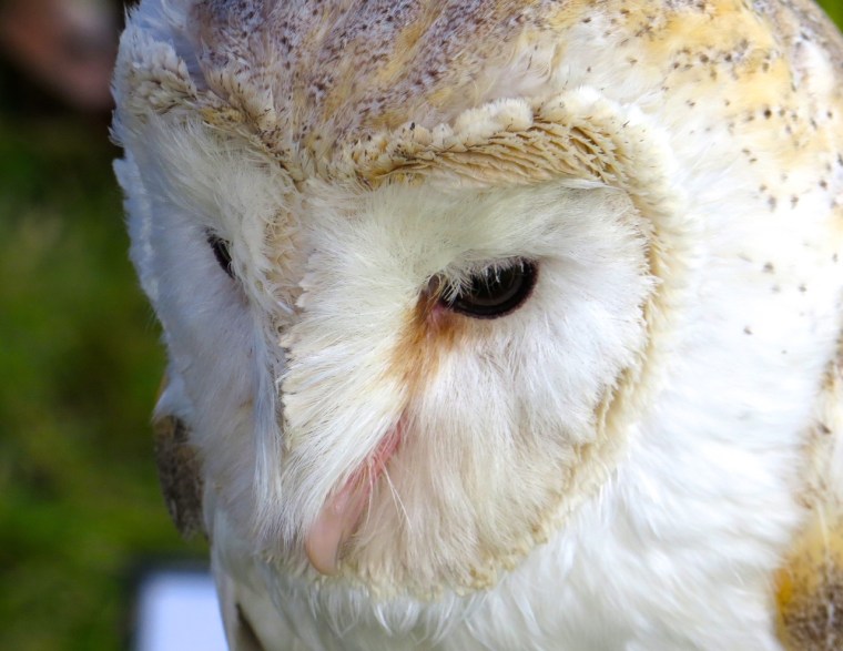 Barn Owl Dorset 1