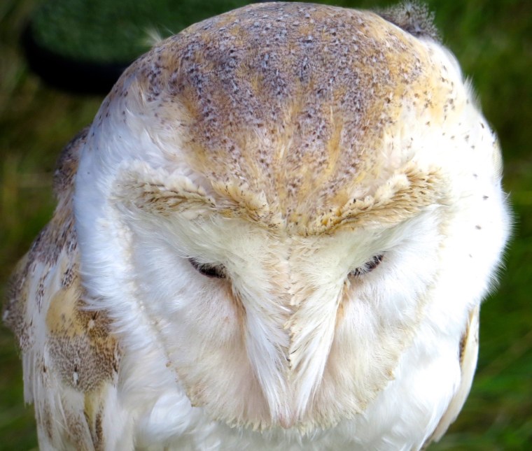 Barn Owl Dorset 3