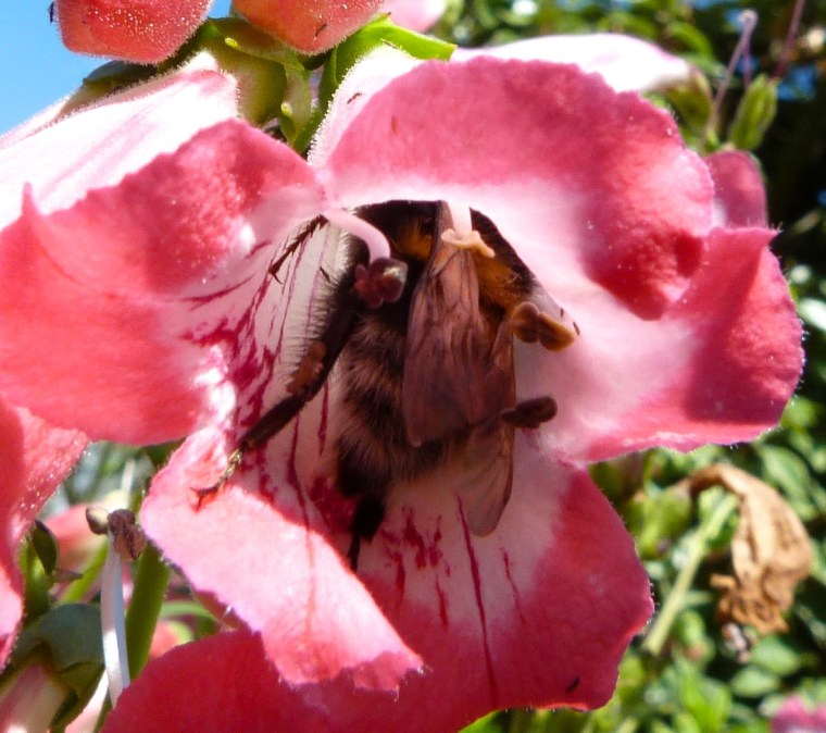 Bee in Penstemmon - Dorset