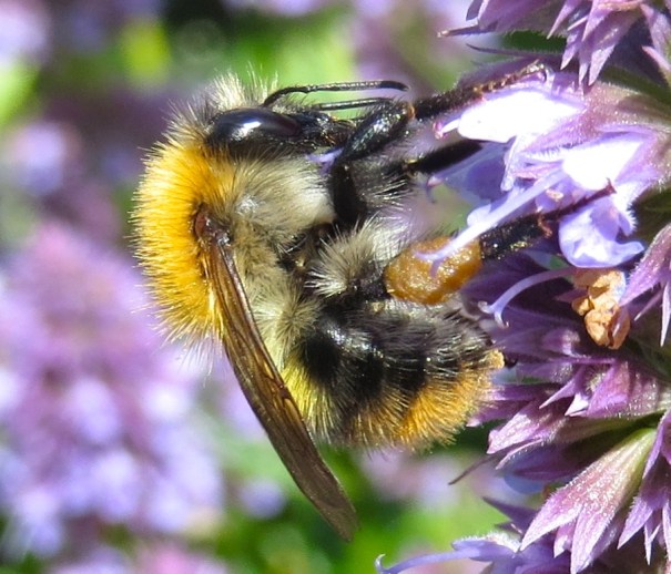 Bumblebee Dorset - Close-up