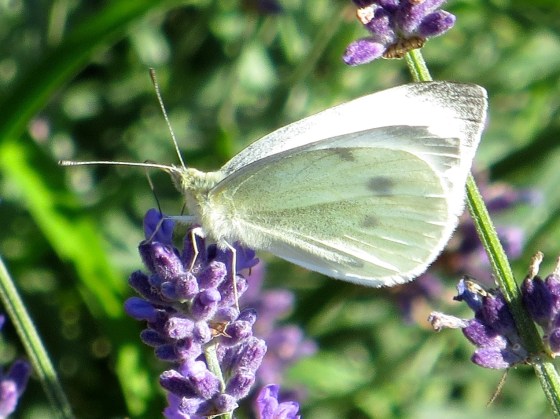 Cabbage White Buttefly feeding on lavender