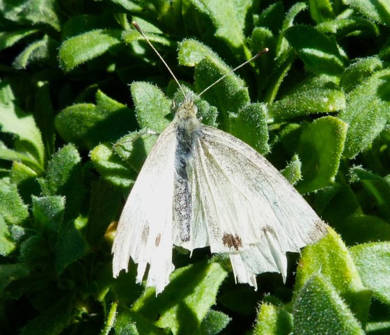 Cabbage White Butterfly - Dorset