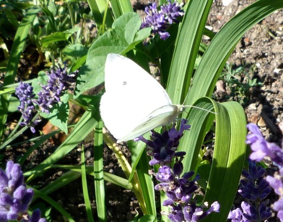 Cabbage White Butterfly feeding on lavender