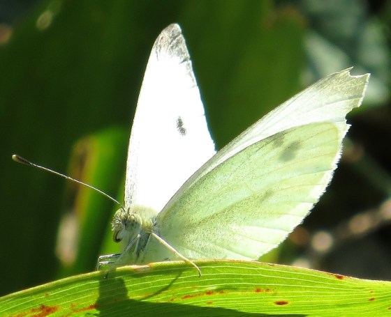 Cabbage White Butterfly