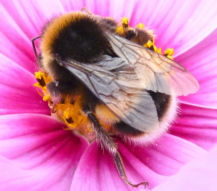 Comos & Bumblebee, Dorset