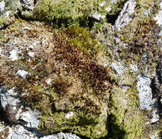 Dartmoor Rock Wall 1