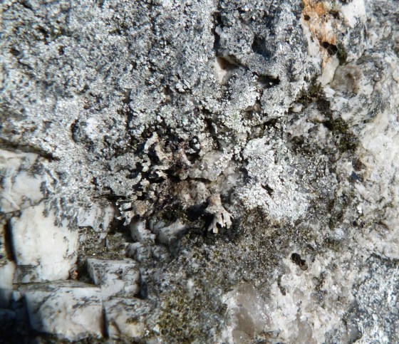 Dartmoor Rock Wall 11