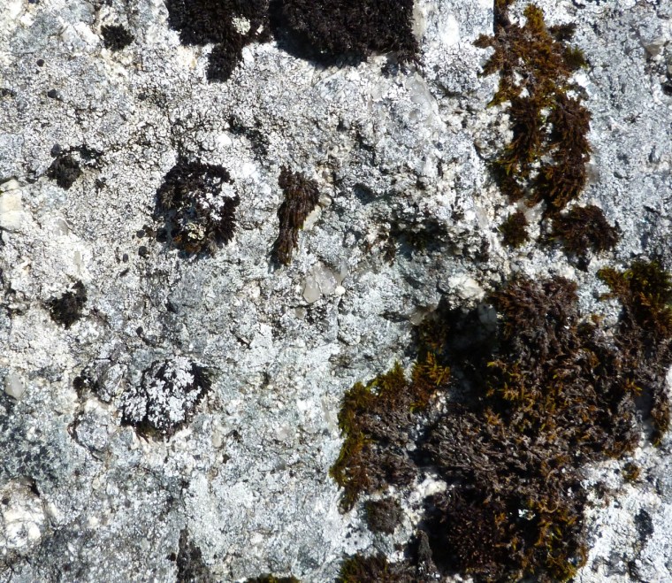 Dartmoor Rock Wall 2