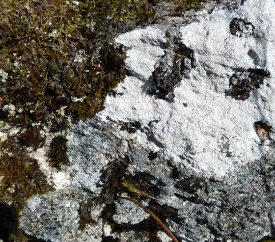 Dartmoor Rock Wall 5