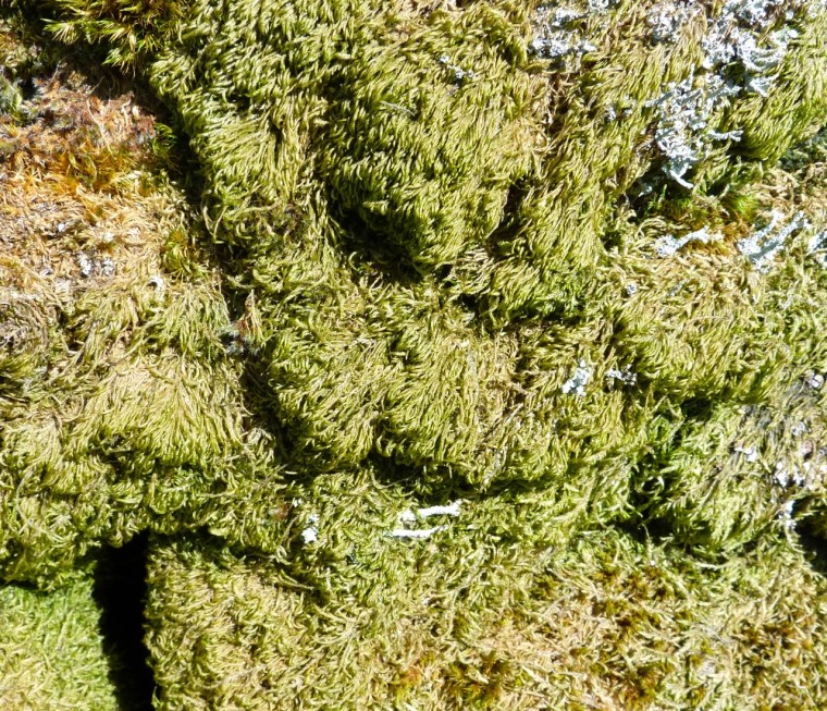 Dartmoor Rock Wall 6