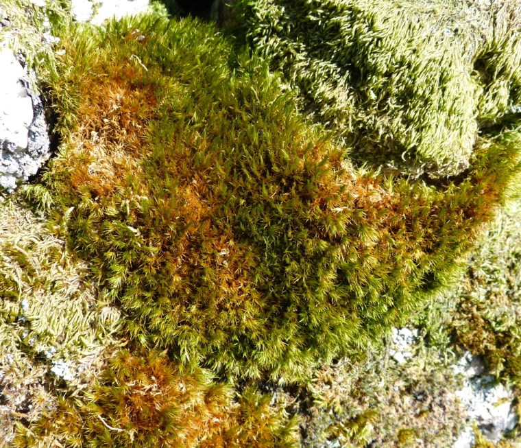 Dartmoor Rock Wall 7