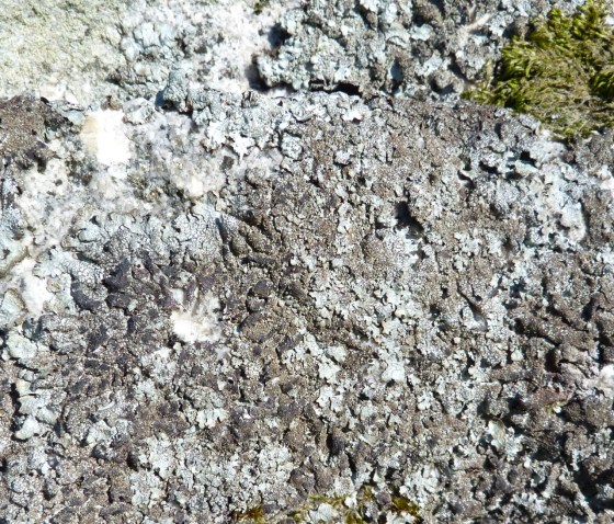 Dartmoor Rock Wall 8