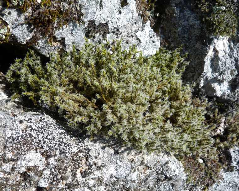 Dartmoor Rock Wall 9