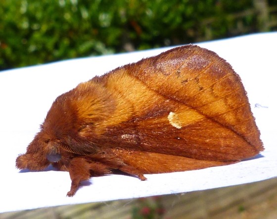 Drinker Moth Euthrix potatoria 2