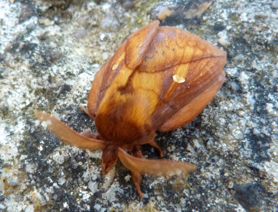 Drinker Moth Euthrix potatoria 3
