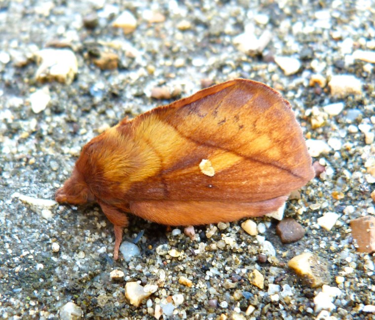Drinker Moth Euthrix potatoria 5