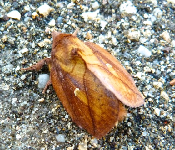 Drinker Moth Euthrix potatoria 6