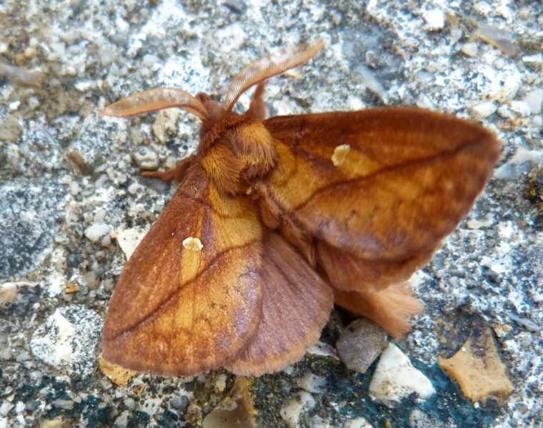Drinker Moth Euthrix potatoria 7