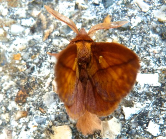 Drinker Moth Euthrix potatoria 8