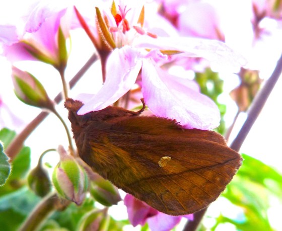Drinker Moth Euthrix potatoria 9