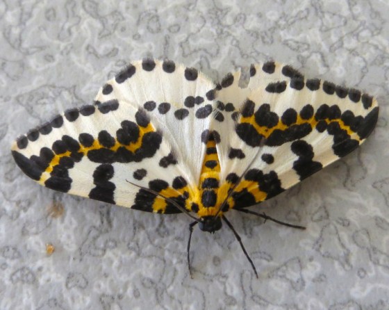 Magpie Moth 1