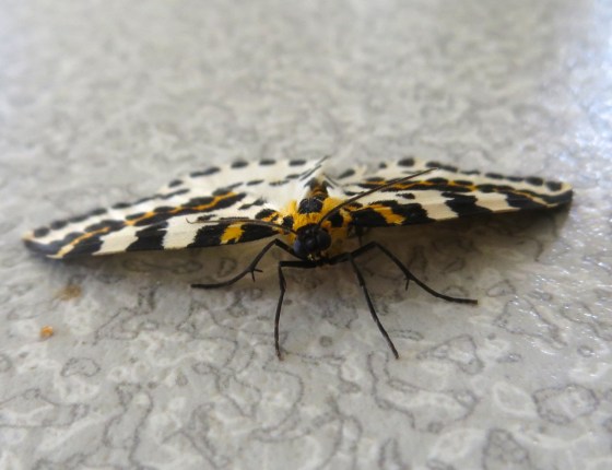 Magpie Moth 2