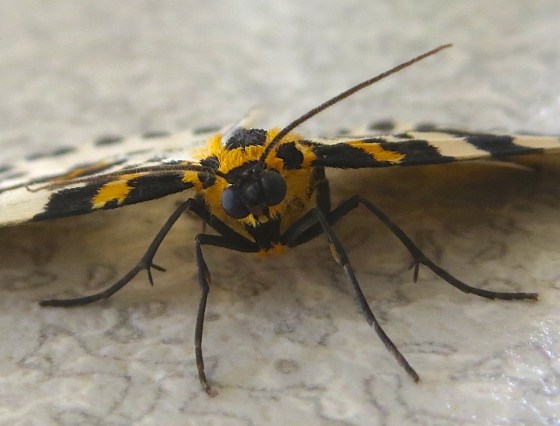 Magpie Moth 3