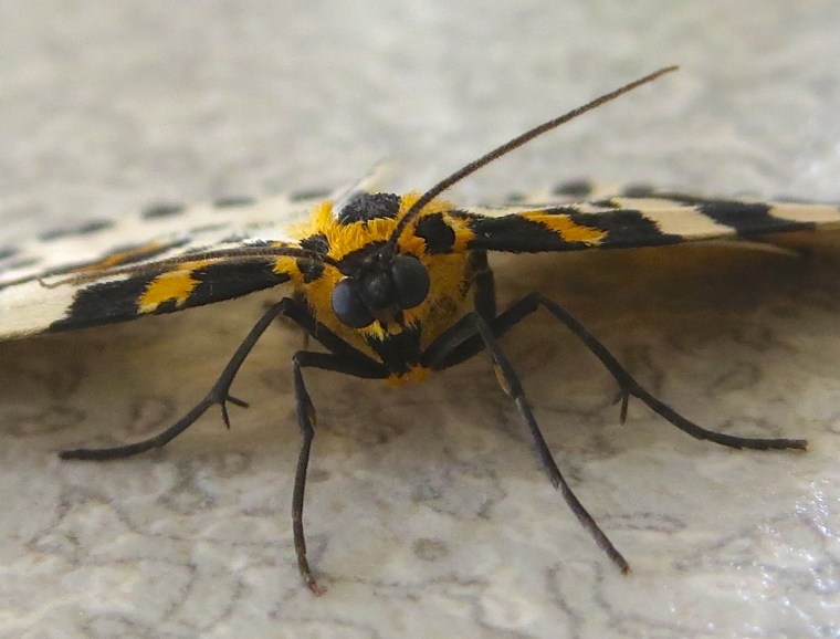 Magpie Moth 3