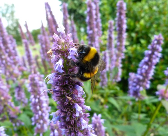 Bees in Dorset Summer's End 1