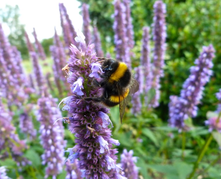 Bees in Dorset Summer's End 1