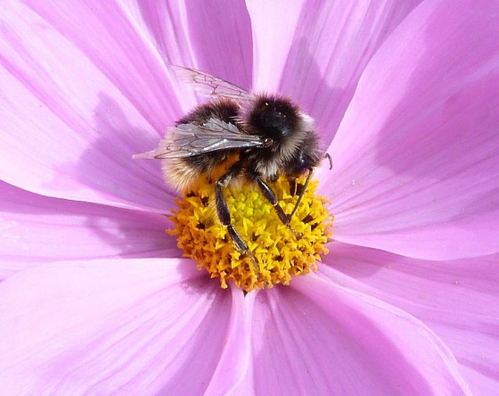 Bees in Dorset Summer's End 3
