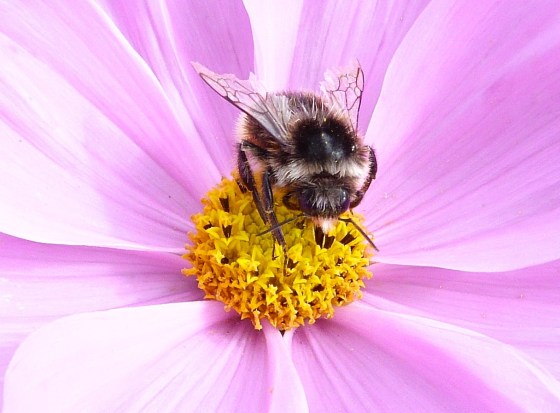 Bees in Dorset Summer's End 4