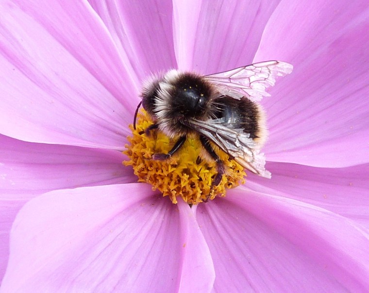 Bees in Dorset Summer's End 5