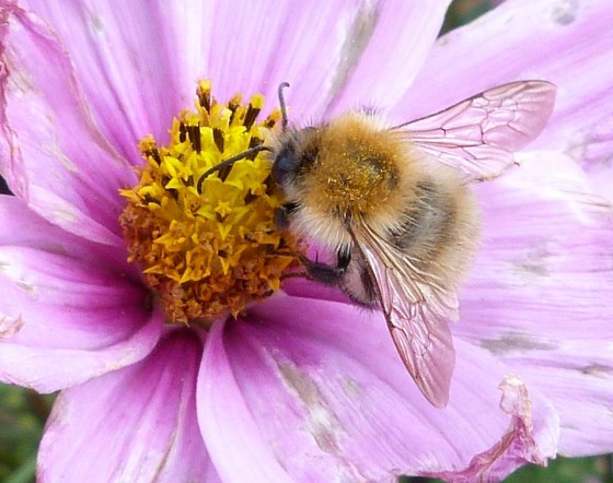 Bees in Dorset Summer's End 6